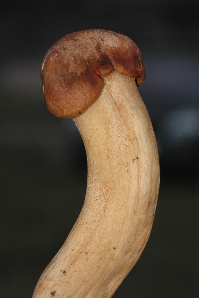Aunque recuerde otra cosa: Hygrophorus nemoreus